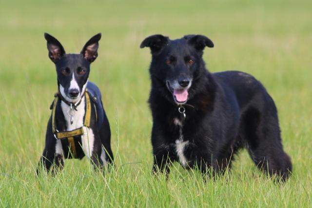 Two black dogs in a field